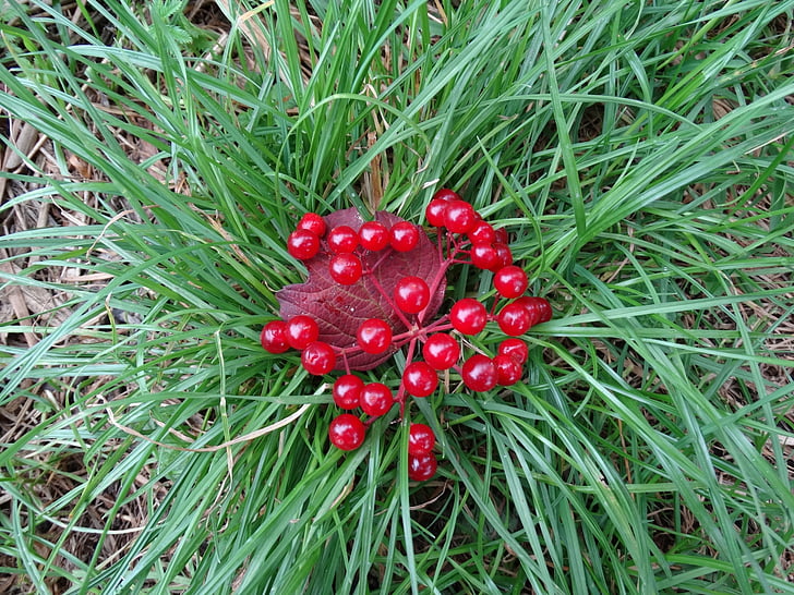 grass, berries, red, green, nature, color, contrast