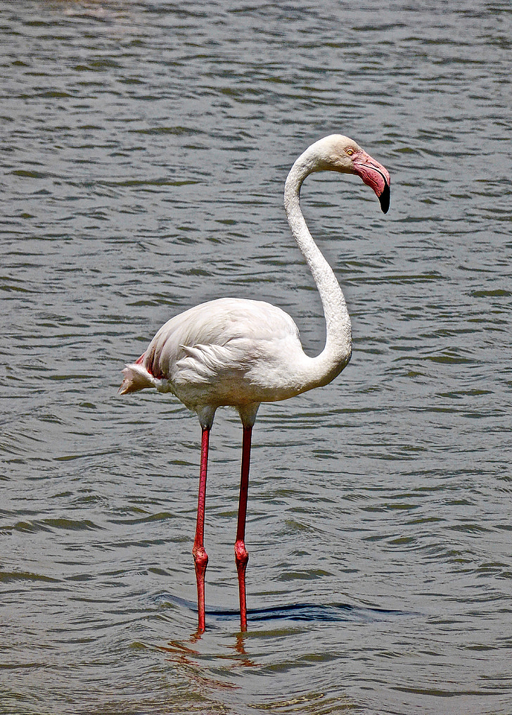 Flamingo, ptica, roza, divje, prosto živeče živali, eksotične, narave