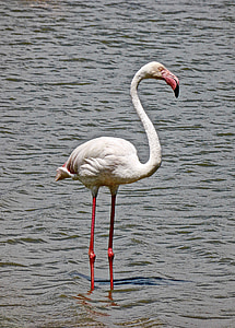 Flamingo, kuş, pembe, vahşi, yaban hayatı, egzotik, doğa
