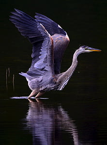 Heron, đôi cánh, phản xạ, nước, Thiên nhiên, Québec, con chim