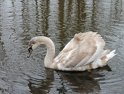 Swan, unga, simning fåglar, Swan ung, danska nationella fågel, nationella fågel, dyra