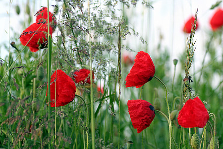 poppies, flowers, field of poppies, poppy, country, nature