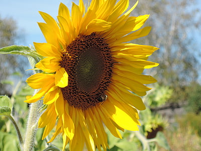 sunflower, sunflower seeds, autumn, garden, harvest