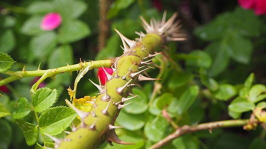 thorns, stem, plant, garden, sharp