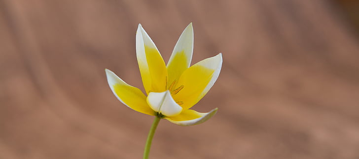 Trzygwiazdkowy Hotel tulip, małe gwiazdy tulip, wiosna kwiat, kwiat, kwiat, Bloom, żółto biały