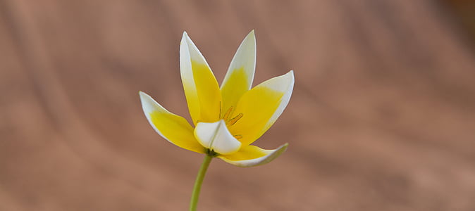 Tulipa estrella, Tulipa estrella petita, flors de primavera, flor, flor, flor, groc-blanc