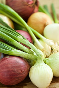 onion, vegetable, spring