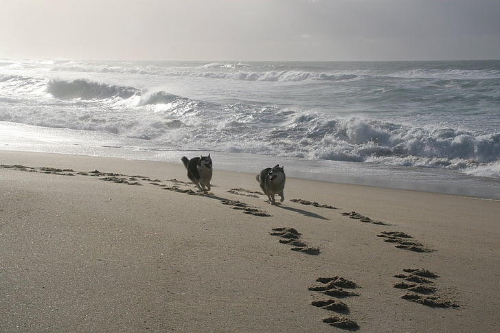dogs running, husky, galician beach