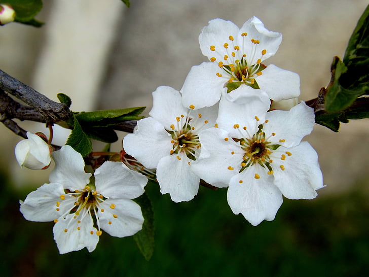 花, 白い春, ケーシー