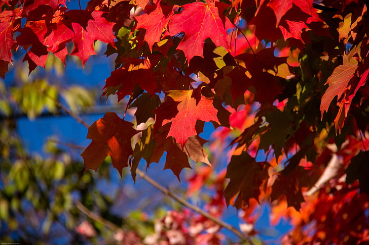 syksyllä, Syksy, lehdet, vaahtera, punainen
