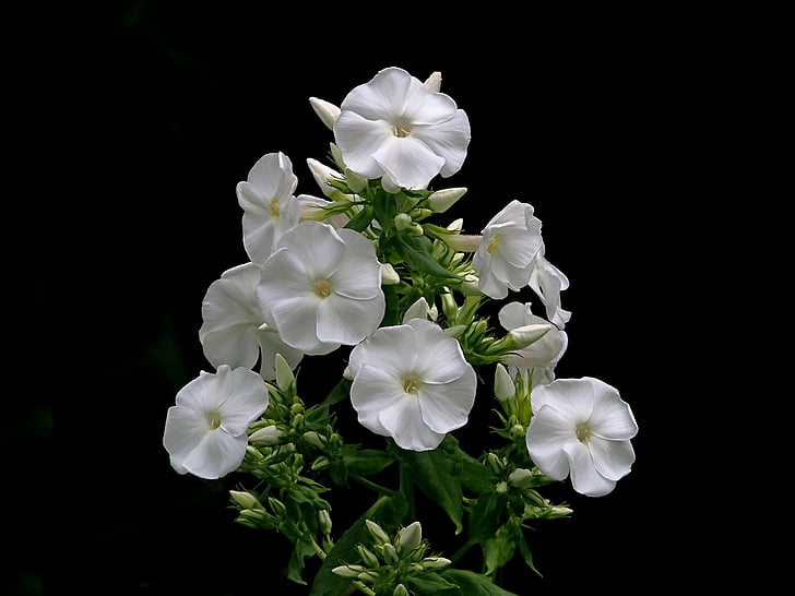 Phlox, λευκό, λουλούδι, πέταλο, Κήπος, άνθιση, άνθος