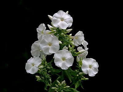 Phlox, blanc, fleur, pétale, jardin, Bloom, Blossom