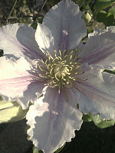 Clematis, remolc, clematis Rosa, natura, planta, flor, l'estiu