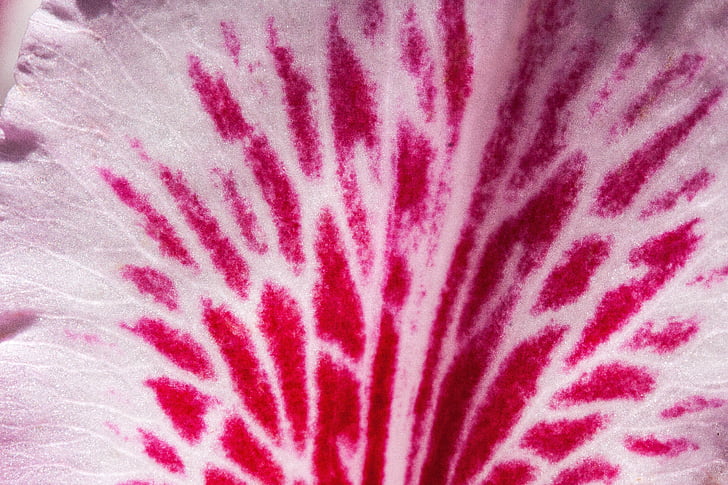 Rhododendron, fleur simple, Blossom, Bloom, genre, famille Ericaceae, Ericaceae