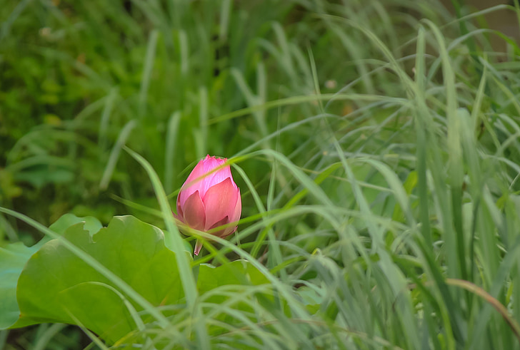 bunga, bunga teratai, Lotus, merah muda, padang rumput, alam, hijau