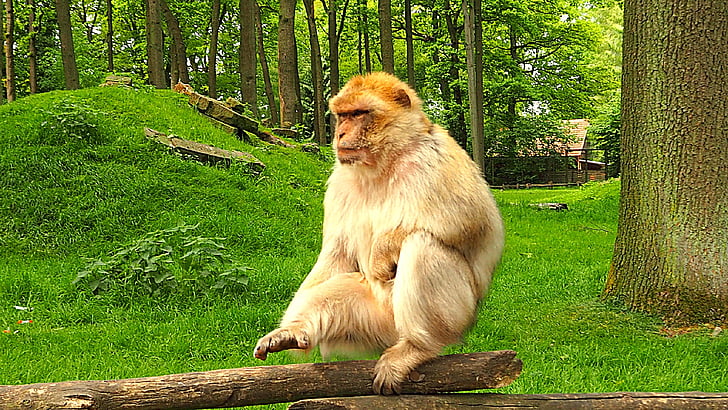 małpa, ogród zoologiczny, zwierząt, Świat zwierząt, Natura, Tiergarten, Barbary ape