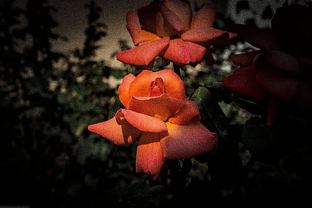 Троянда, ніч, квітка, освітлення, Темрява, червоний, цвітіння
