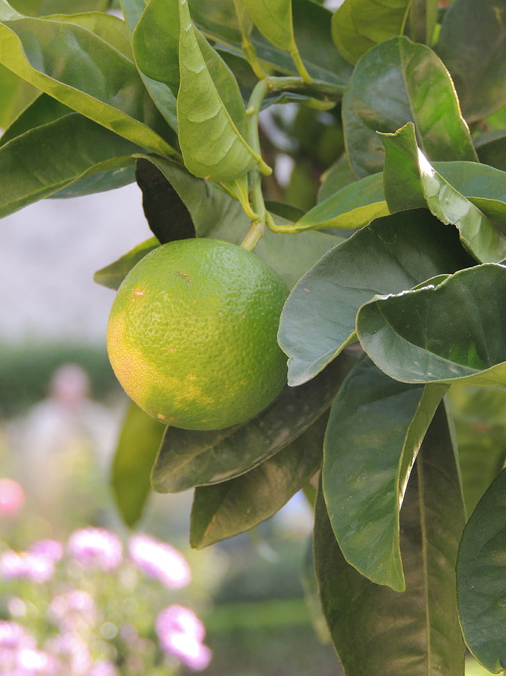 lemon, fruit, green, leaves