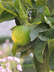 citrina, vaisių, žalia, lapai
