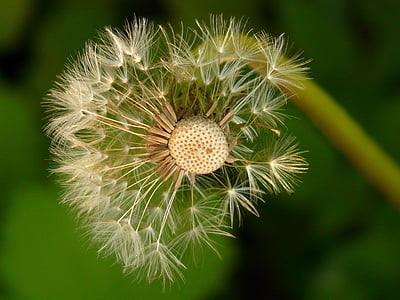 dandelion, seeds, flower, meadow, spring, stalk, basket