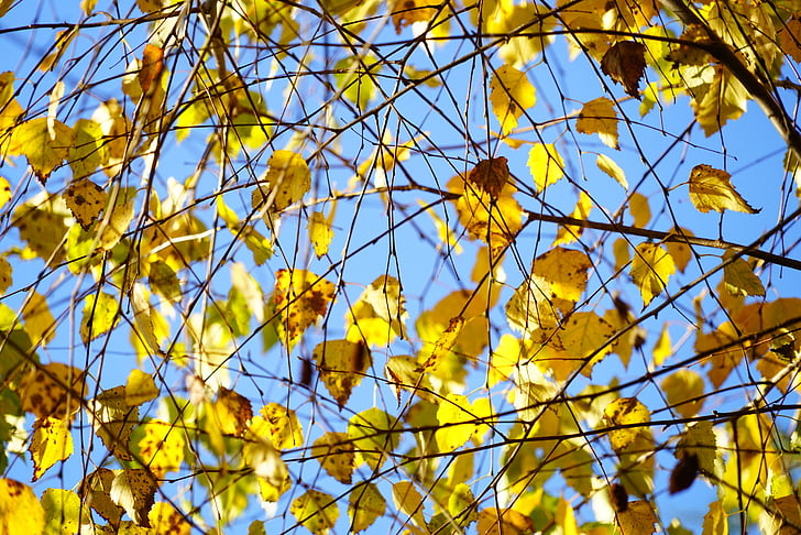 betulla, autunno, foglie, fogliame di caduta, oro, giallo, giallo brillante