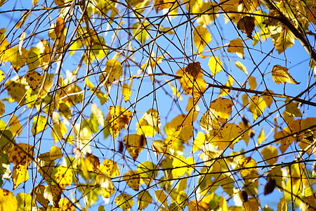 Huş ağacı, Sonbahar, yaprakları, sonbahar yaprakları, Altın, Sarı, parlak sarı