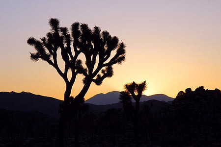 puesta de sol, paisaje, montañas, árbol de Joshua, siluetas, desierto, naturaleza