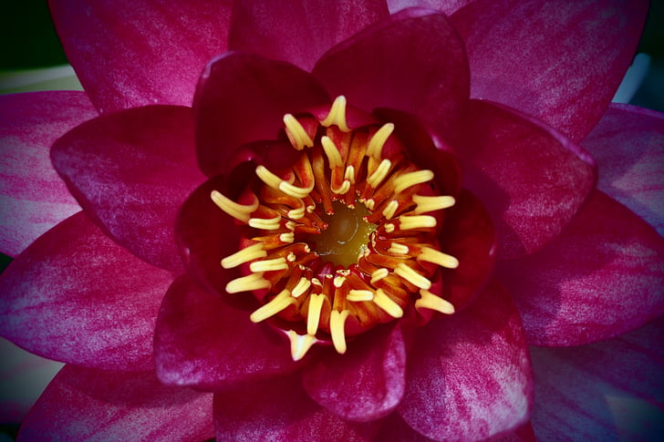 Rosa, Centre floral, natura, pètal, planta, flor, flor