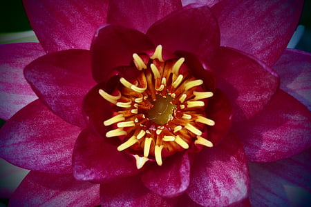 рожевий, Квіткові-серце, Природа, Пелюстка, завод, квітка, квітка голова