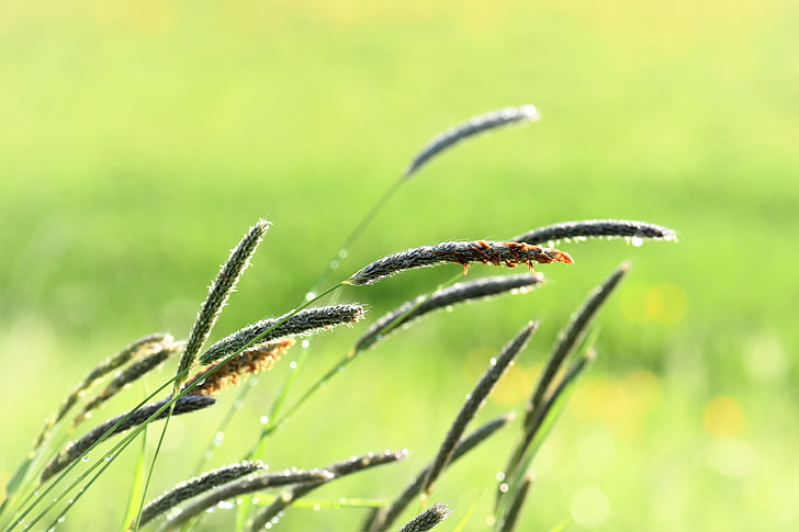 grass, meadow, raindrop, nature, green, grasses, blade of grass