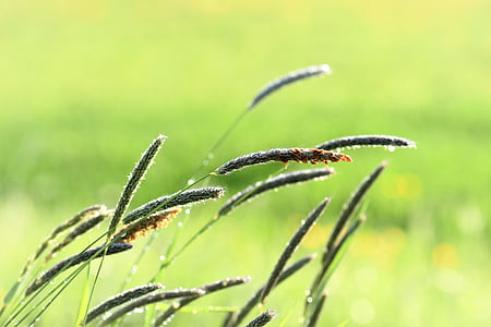 grama, Prado, gota de chuva, natureza, verde, gramíneas, lâmina de grama