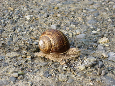 sneglen, tid, langsomt, dyr, Shell