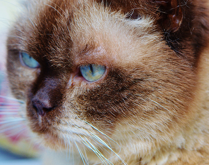 kaķis, British shorthair, mieze, zilo acu, tīrasiņu, dārgais, jauks