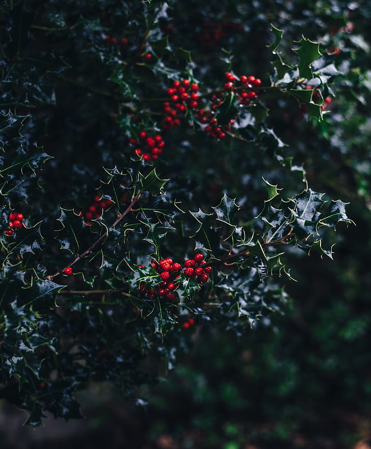 rojo, fruta, árbol, Navidad, hojas, hoja, alimentos y bebidas