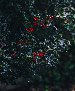 punane, puu, puu, jõulud, lehed, lehed, toidu ja joogiga