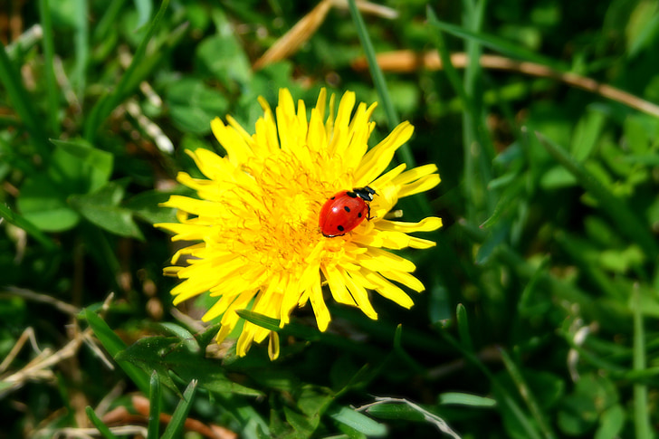 Lady, bug, chyby, lienka, hmyzu, Púpava, kvet