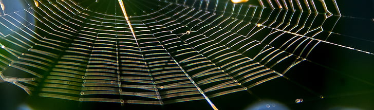 Web, spin, Val, Silken, symmetrie, insect, zonlicht