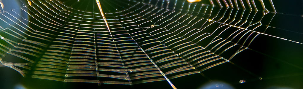 Web, zirneklis, lamatas, zīda, simetrija, kukainis, saules gaismā