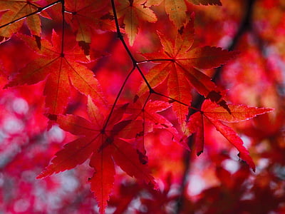 ใบไม้, ฤดูใบไม้ร่วง, aomoriya, สตาร์รีสอร์ท, เมเปิ้ล, อาโอโมริ, ญี่ปุ่น