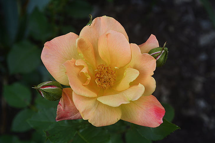 květ, jaro, Příroda, květinové, Bloom, přírodní, květ