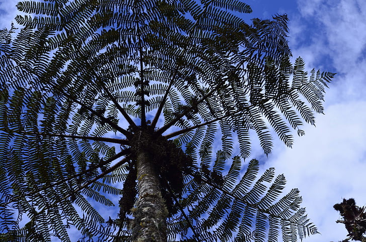 cyatea, stromové kapradiny, vysokohorského lesa, Peruánský biodiverzity, biologická rozmanitost peruánské Amazonie