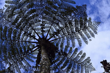 cyatea, stromové kapradiny, vysokohorského lesa, Peruánský biodiverzity, biologická rozmanitost peruánské Amazonie
