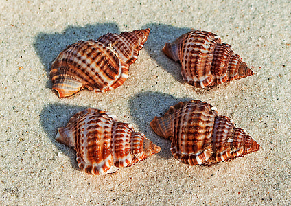 coquillages de mer, plage, sable de la plage, Molluscum, escargot de mer, mer, sable