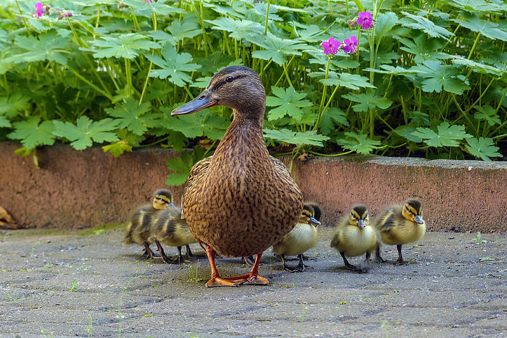 Duck, Duck familie, kyllinger, Duck mor, and baby, alle mine ælling, vilde ænder