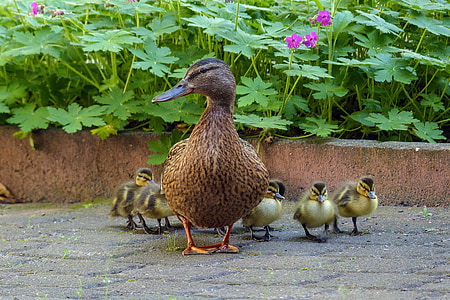 kačica, kačica rodina, mláďatá, matka kačica, dieťa kačica, všetky moje káčatko, divé kačice