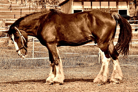 Shire на кон, кон, голям кон, Ride, reitstall, съединител, ливада