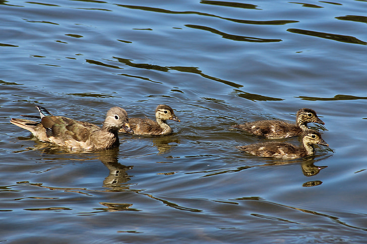 duck, chicken, lake, water, gadwall, plumage, young