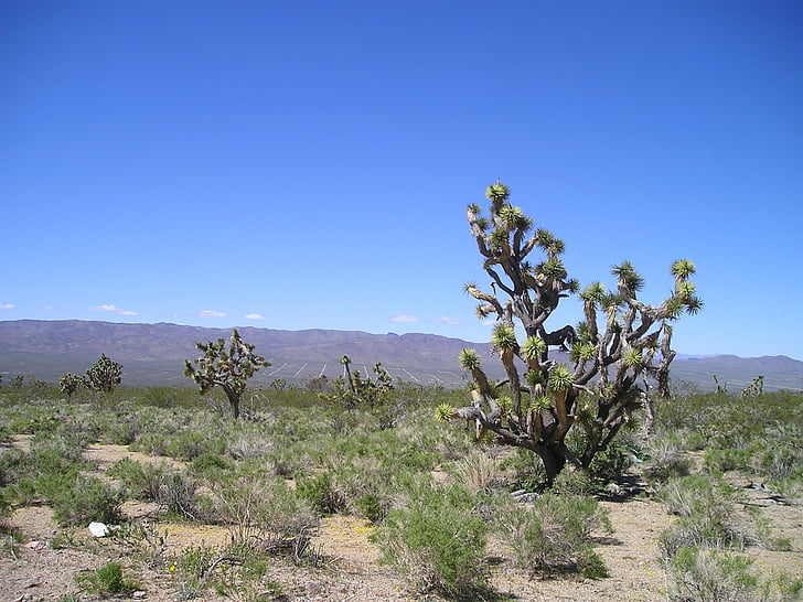 Estados Unidos, desierto, cactus, Arizona