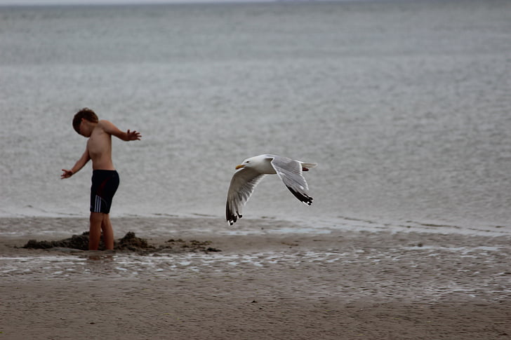 denmark, blavand, beach, north sea, seagull, child