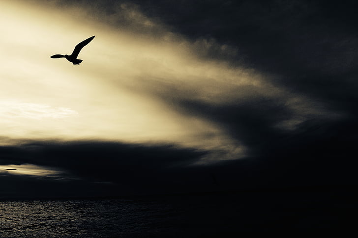 hayvan, kuş, Bulutlu, uçan, okyanus, siluet, gökyüzü